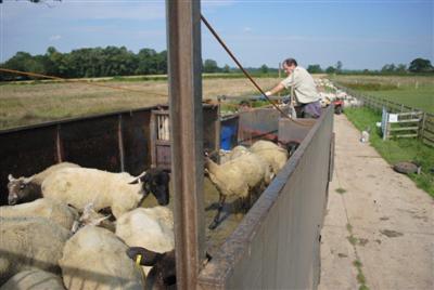 Sheep leaving dip and standing on drainage area