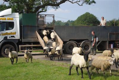 happy, healthy dipped sheep leaving lorry